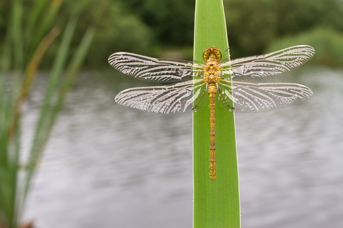 Common Darter wideangle 1